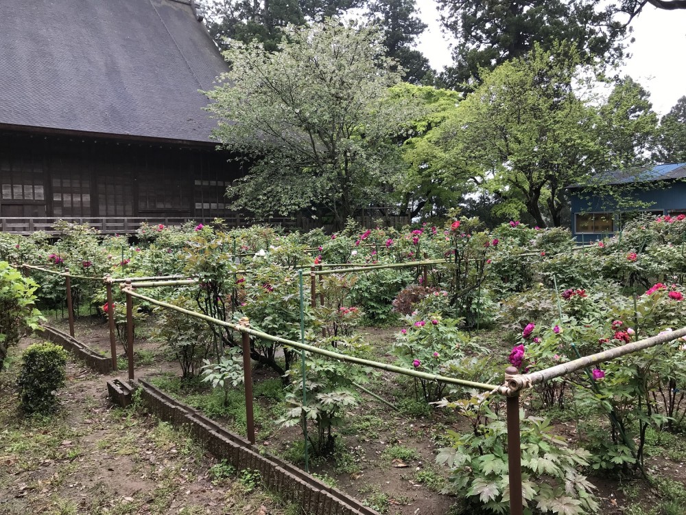 令和2年 飯高寺のボタン開花情報-4.20　ぼたん2