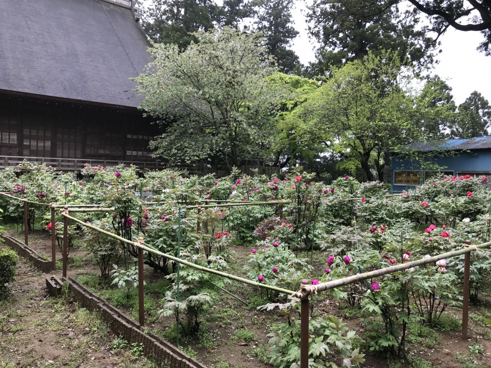 令和2年 飯高寺のボタン開花情報-4.21　ぼたん2