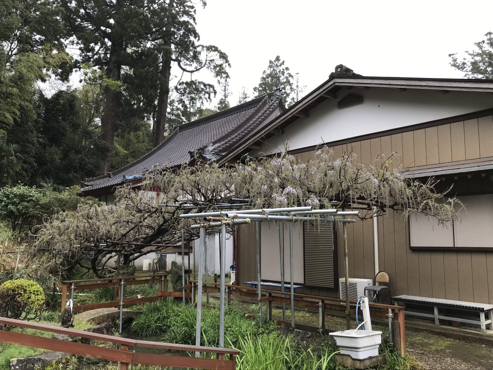 令和2年 龍頭寺の大ふじ開花情報-4.21　ふじ