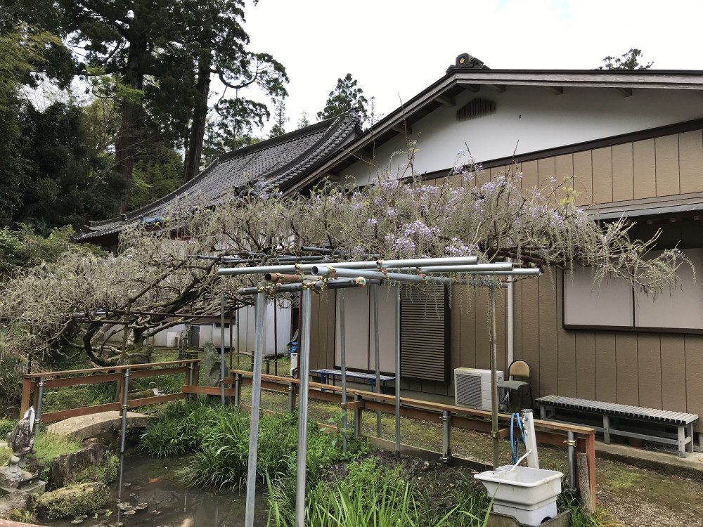 令和2年 龍頭寺の大ふじ開花情報-4.22　ふじ1