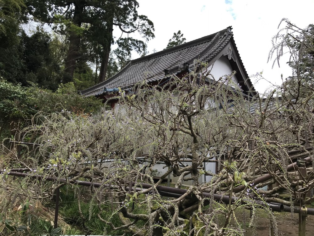 令和2年 龍頭寺の大ふじ開花情報-4.22　ふじ2