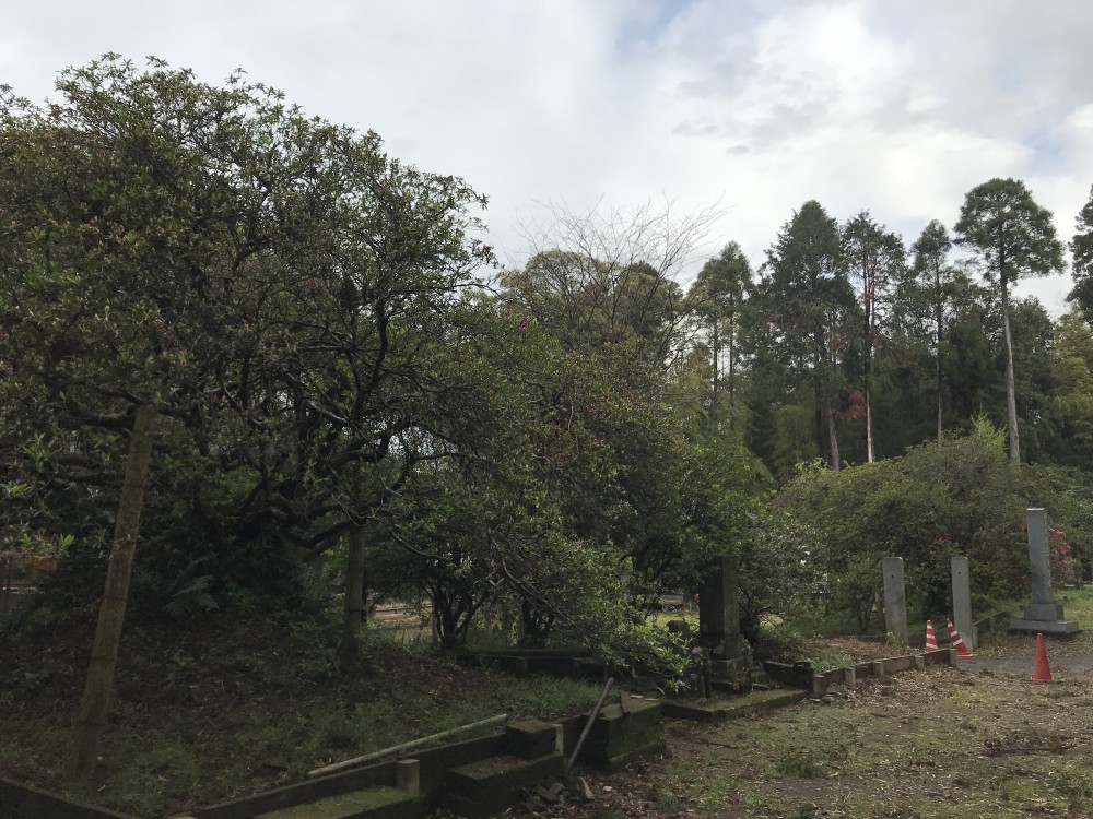 令和2年 圓實寺の大つつじ開花情報-4.23　つつじ2