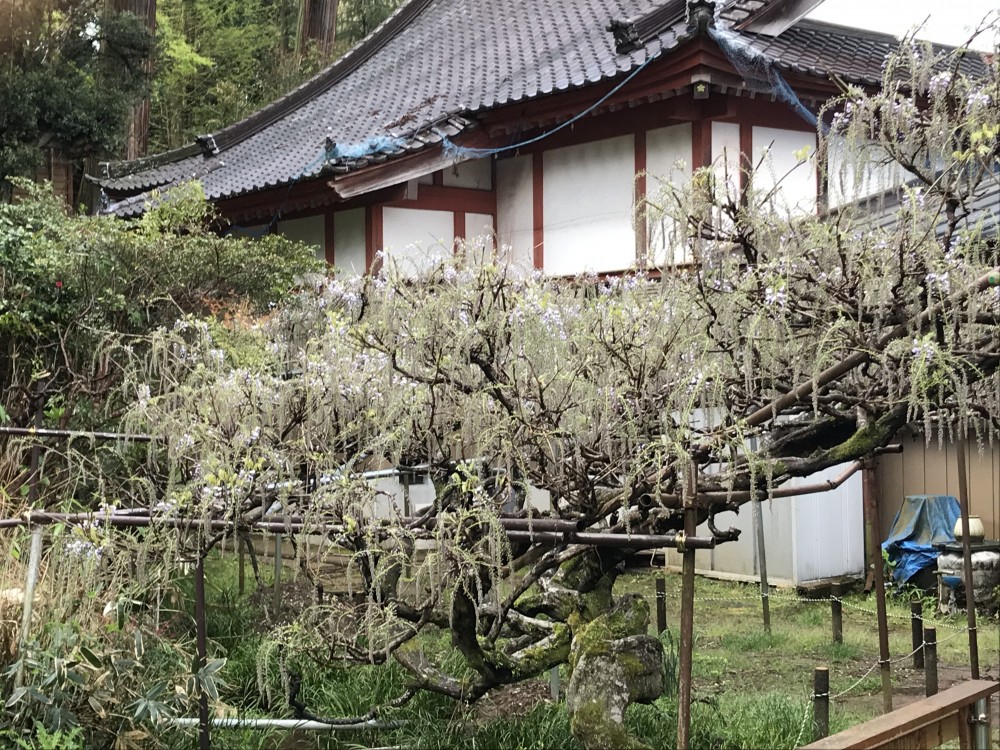 令和2年 龍頭寺の大ふじ開花情報-4.23　ふじ2