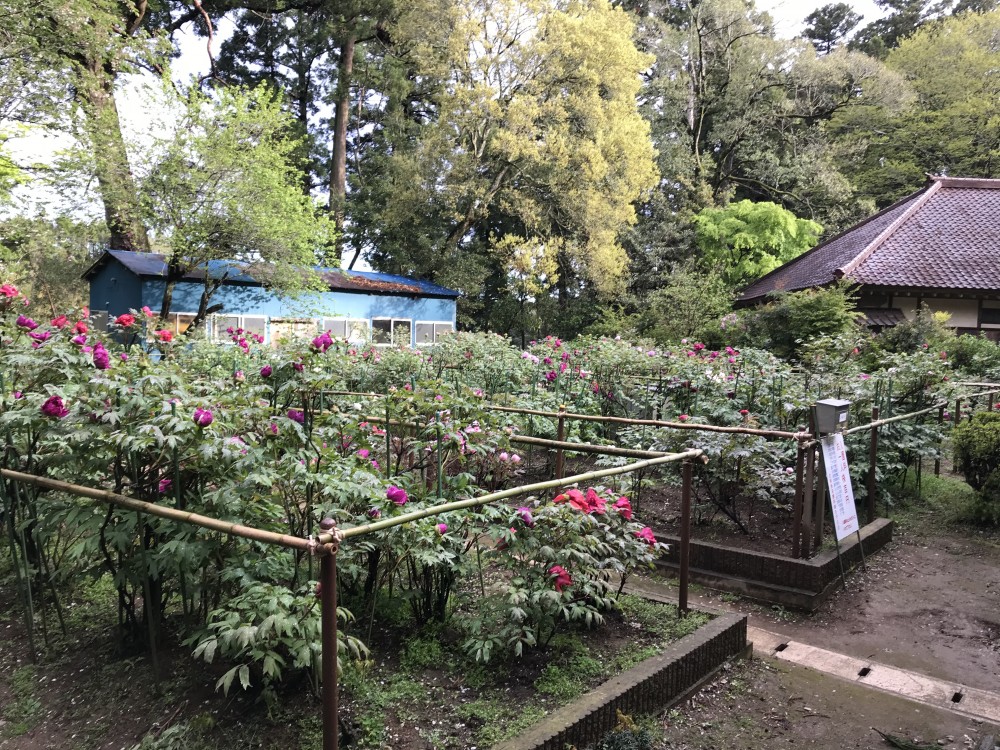 令和2年 飯高寺のボタン開花情報-4.23　ぼたん1