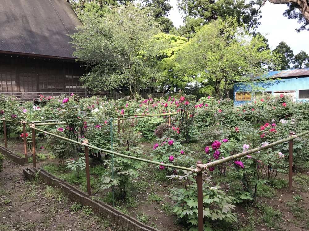 令和2年 飯高寺のボタン開花情報-4.23　ぼたん2