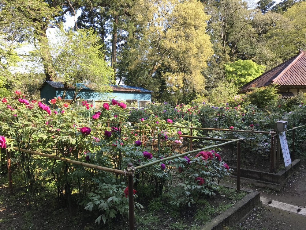 令和2年 飯高寺のボタン開花情報-４．２５　飯高寺のボタン１