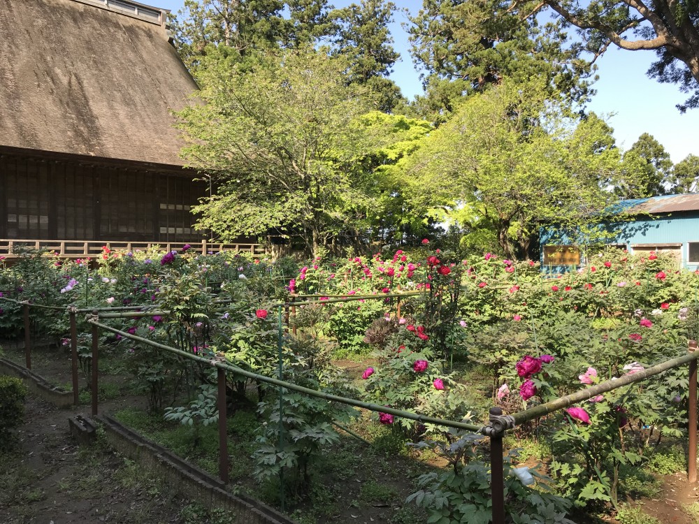 令和2年 飯高寺のボタン開花情報-４．２５　飯高寺のボタン２