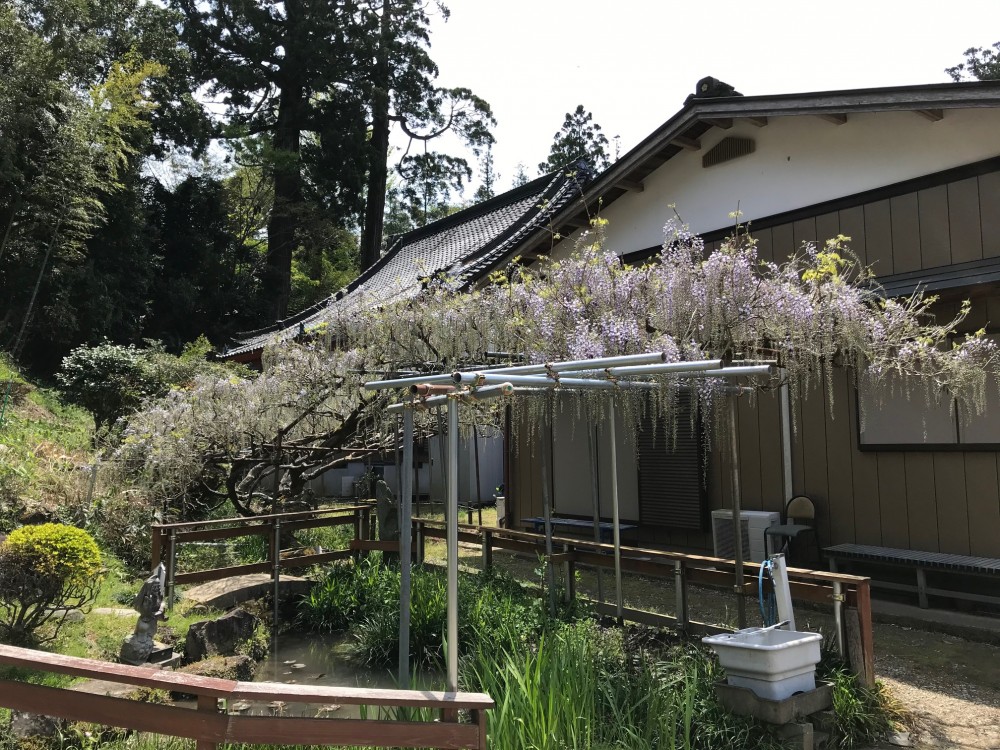 令和2年 龍頭寺の大ふじ開花情報-4.26　ふじ1