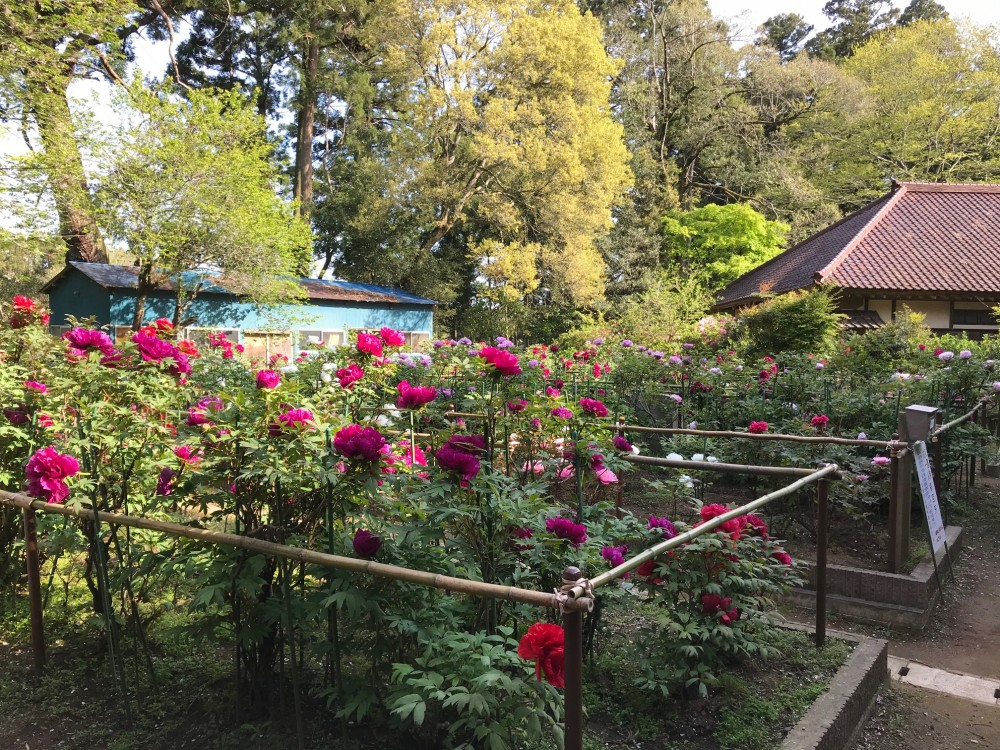 令和2年 飯高寺のボタン開花情報-4.26　ぼたん1