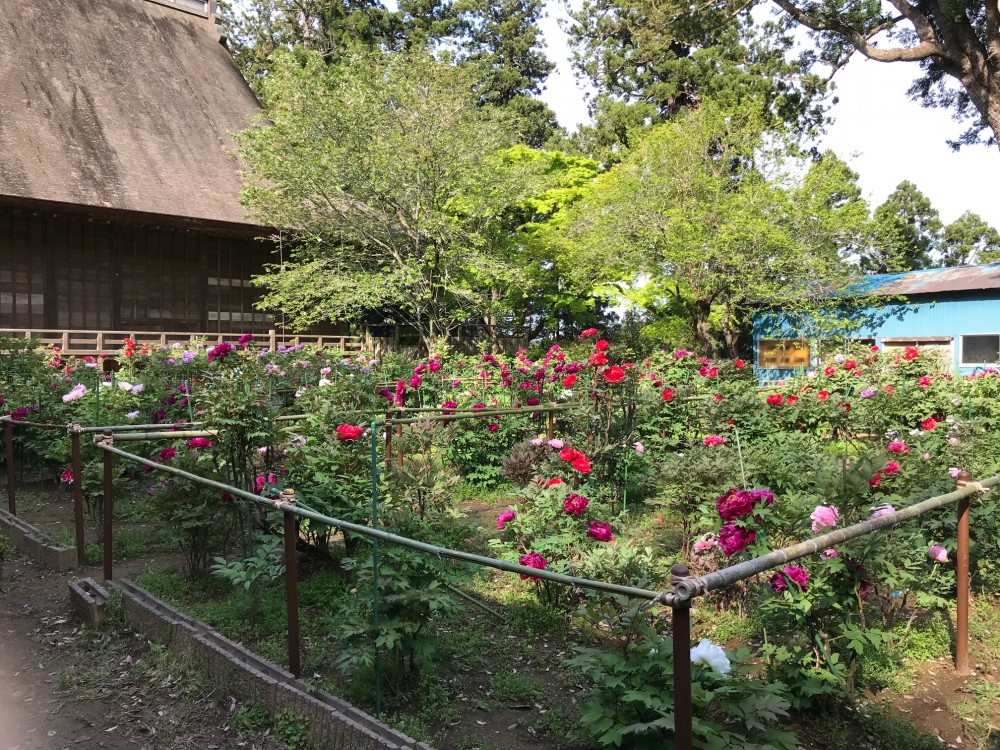 令和2年 飯高寺のボタン開花情報-4.26　ぼたん2