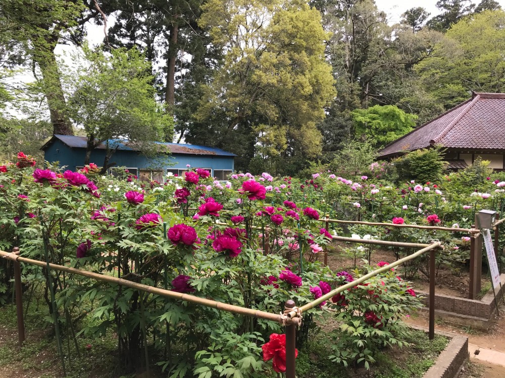 令和2年 飯高寺のボタン開花情報-４．２７　飯高寺のボタン２