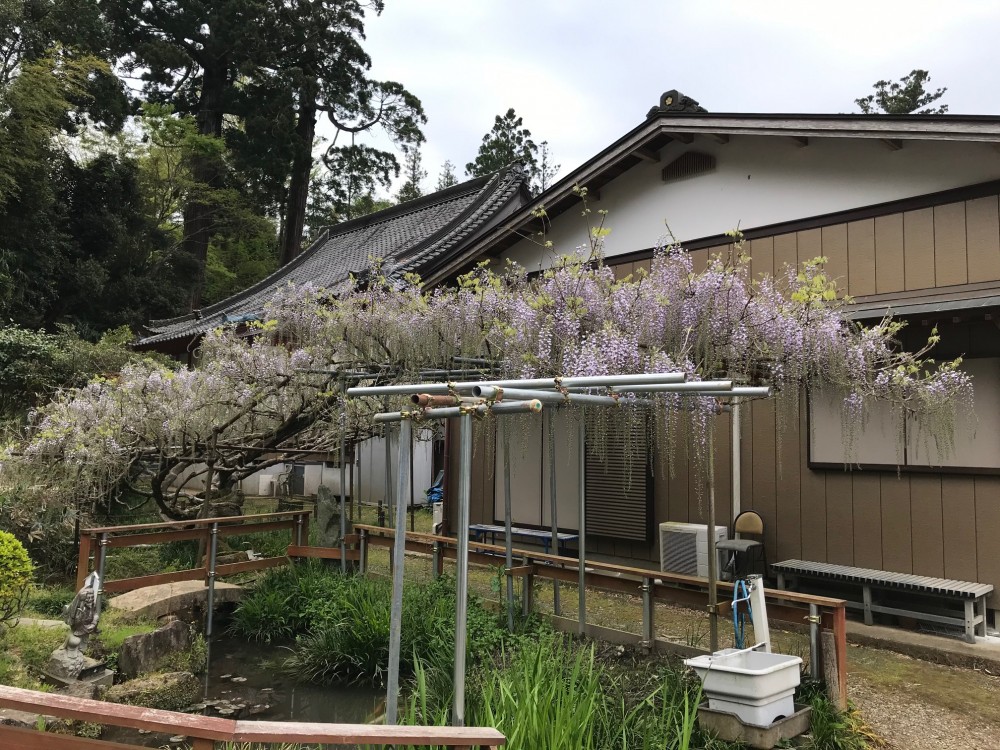 令和2年 龍頭寺の大ふじ開花情報-４．２７　龍頭寺の大ふじ２