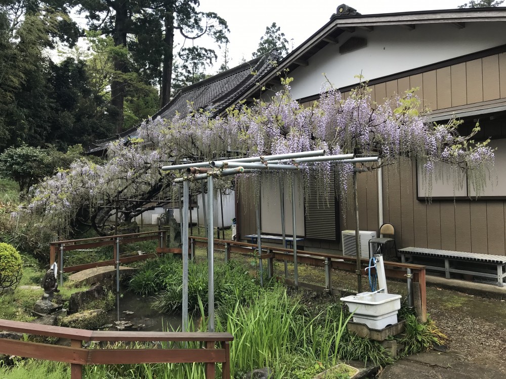 令和2年 龍頭寺の大ふじ開花情報-4.28　ふじ1