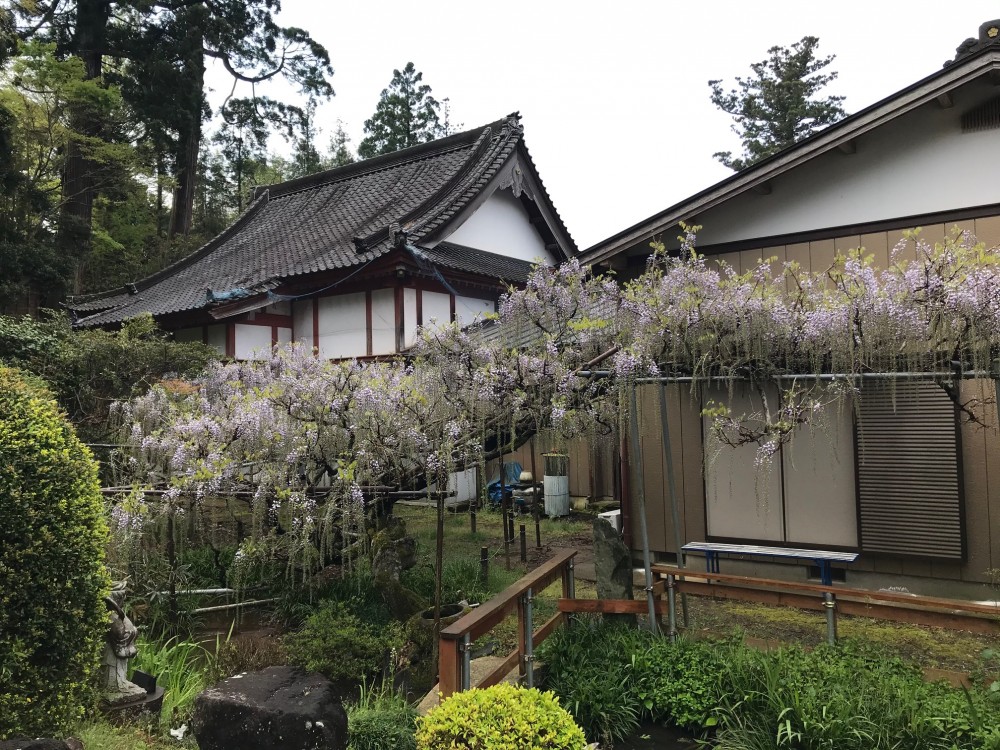 令和2年 龍頭寺の大ふじ開花情報-4.28　ふじ2