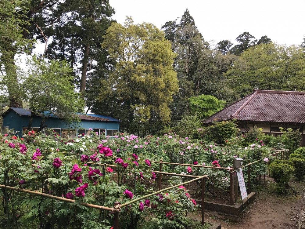 令和2年 飯高寺のボタン開花情報-4.28　ぼたん1