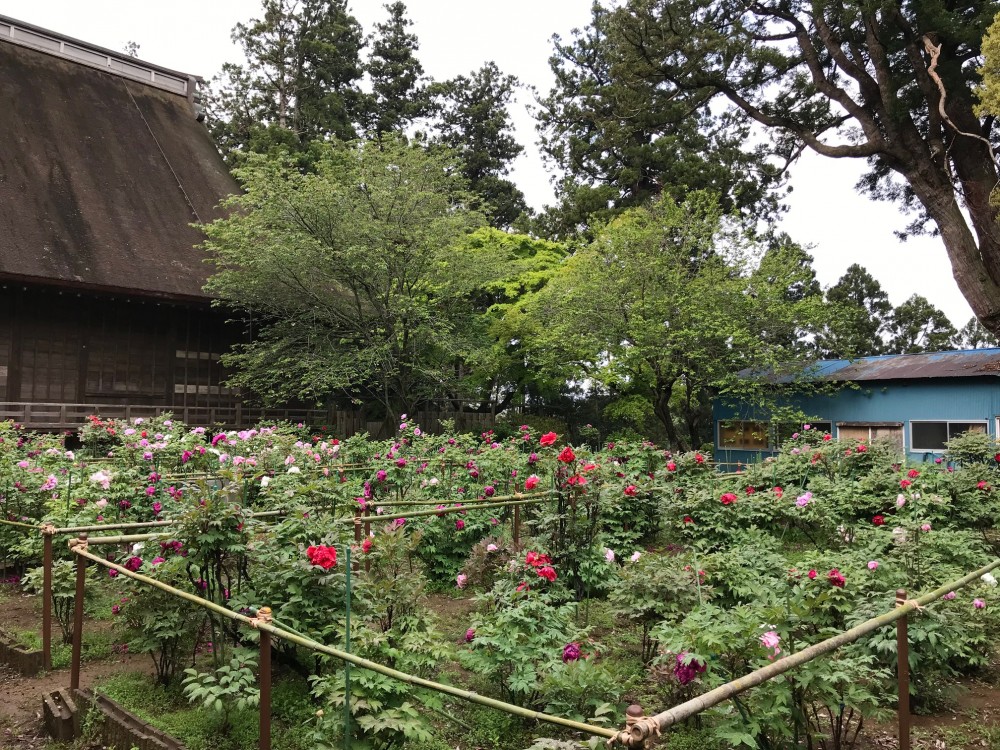 令和2年 飯高寺のボタン開花情報-4.28　ぼたん2