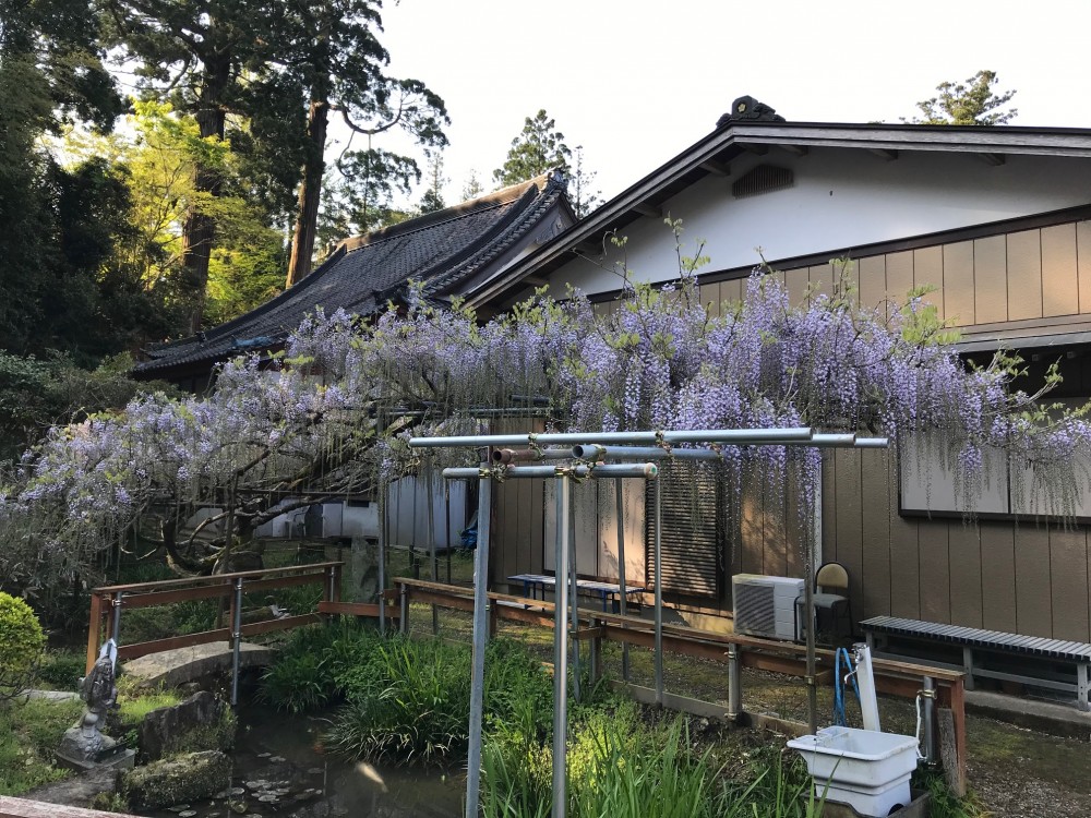 令和2年 龍頭寺の大ふじ開花情報-4.29　ふじ1