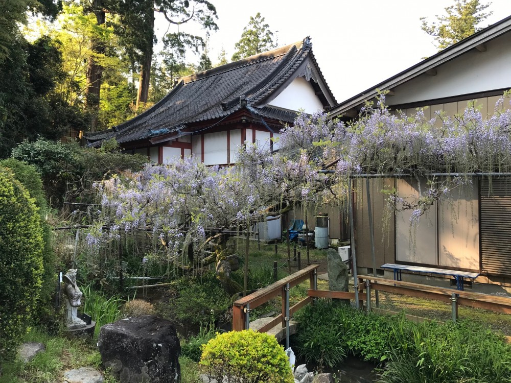 令和2年 龍頭寺の大ふじ開花情報-4.29　ふじ2