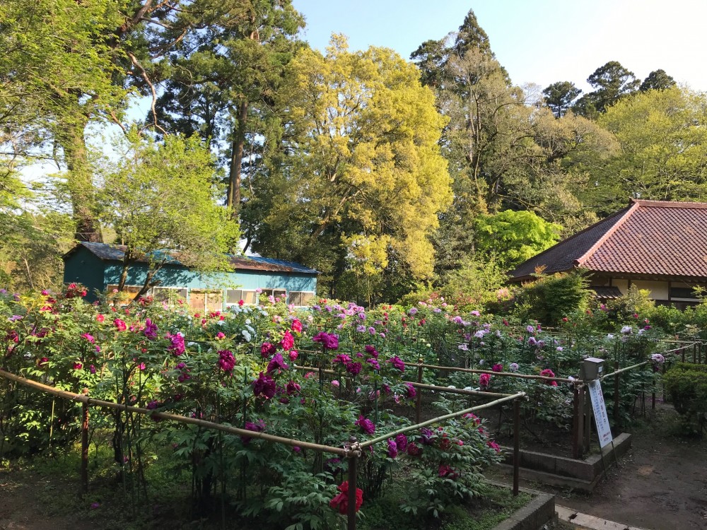 令和2年 飯高寺のボタン開花情報-4.29　ぼたん1