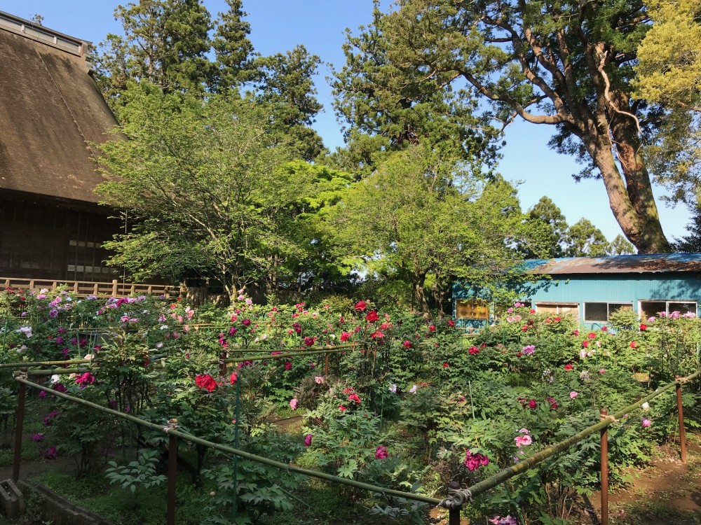 令和2年 飯高寺のボタン開花情報-4.29　ぼたん2