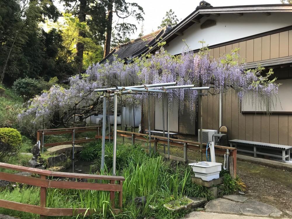 令和2年 龍頭寺の大ふじ開花情報-4.30　ふじ1