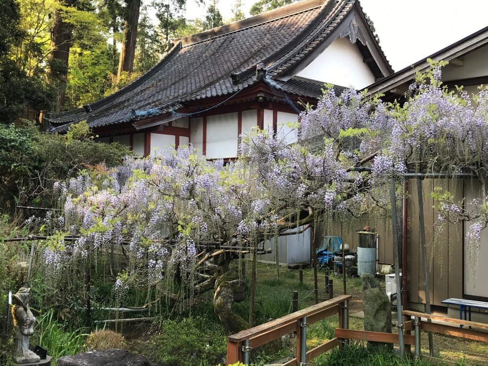 令和2年 龍頭寺の大ふじ開花情報-4.30　ふじ2