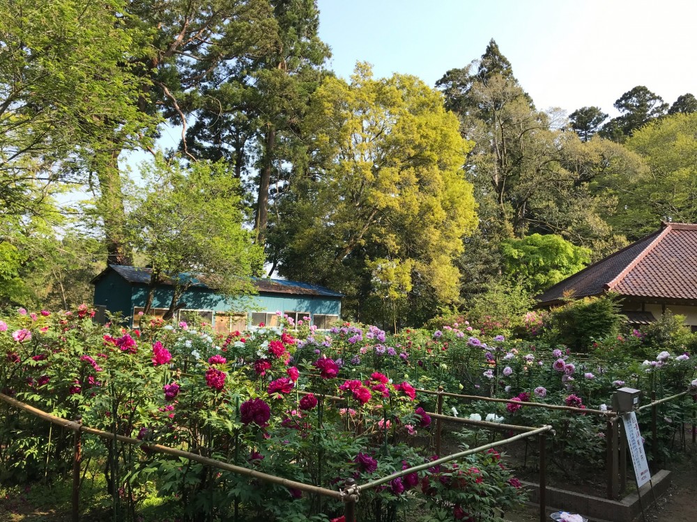 令和2年 飯高寺のボタン開花情報-4.30　ぼたん1