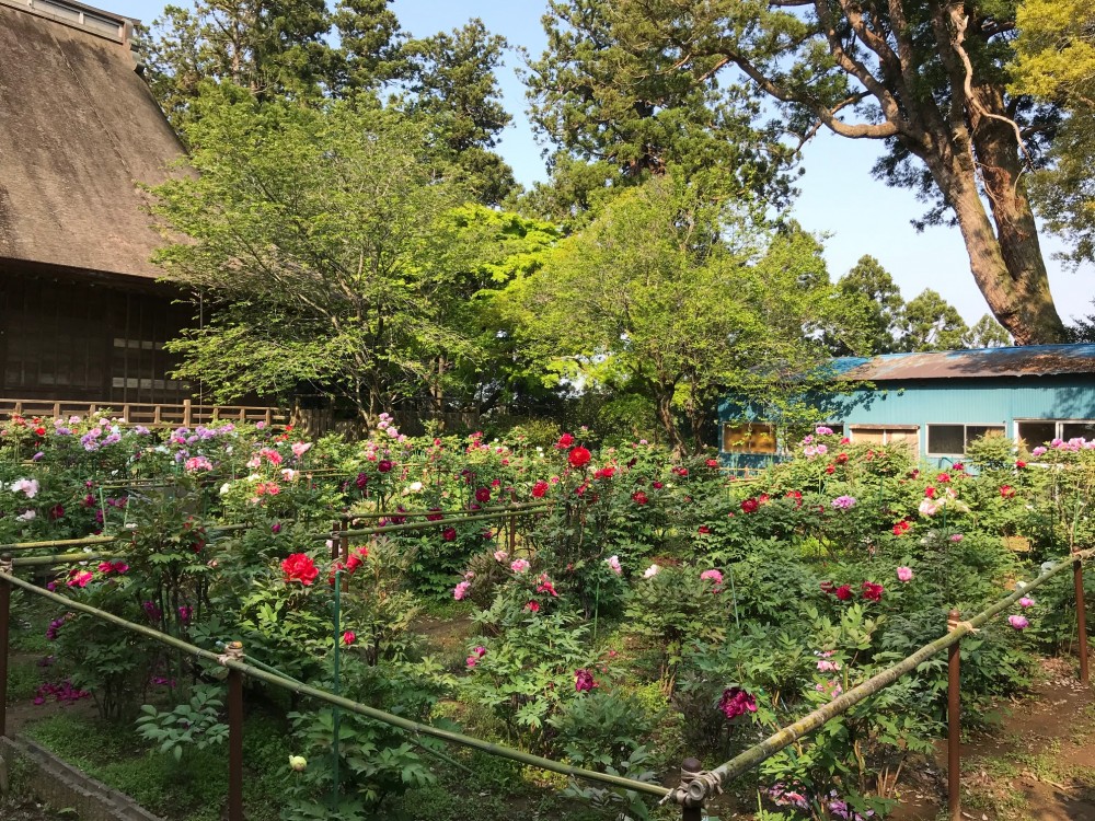 令和2年 飯高寺のボタン開花情報-4.30　ぼたん2