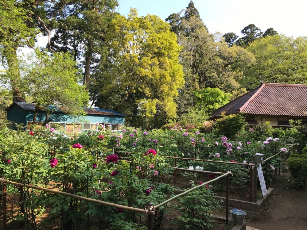 令和2年 飯高寺のボタン開花情報-5.1　ぼたん1