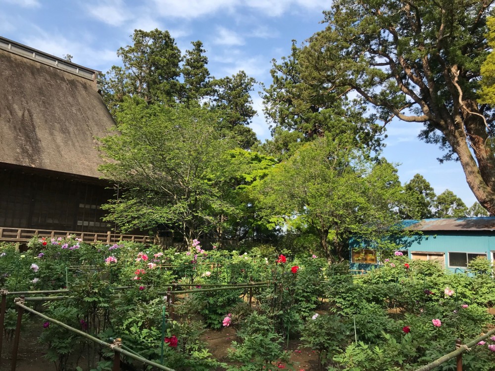 令和2年 飯高寺のボタン開花情報-5.1　ぼたん2