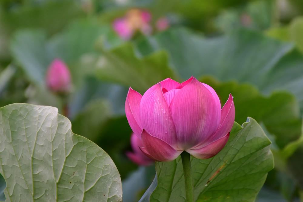 令和2年 飯塚沼農村公園のハス-飯塚沼農村公園 7月14日（火曜日）