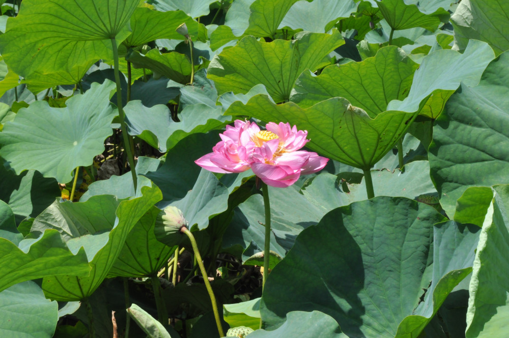 令和2年 飯塚沼農村公園のハス-飯塚沼農村公園 8月4日（火曜日）