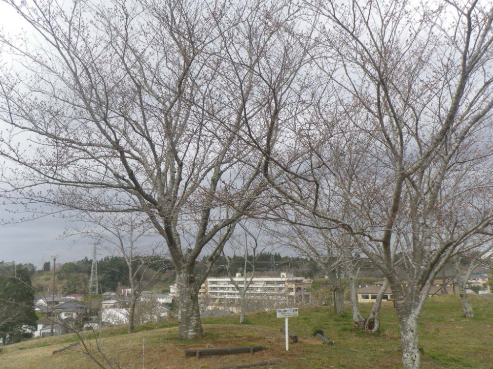 令和3年　天神山公園桜開花情報-3月19日　天神山公園桜1