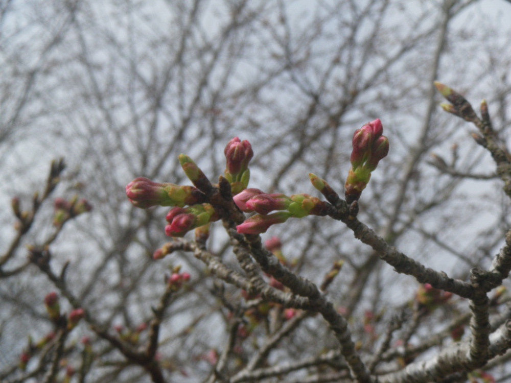 令和3年　天神山公園桜開花情報-3月19日　天神山公園桜2