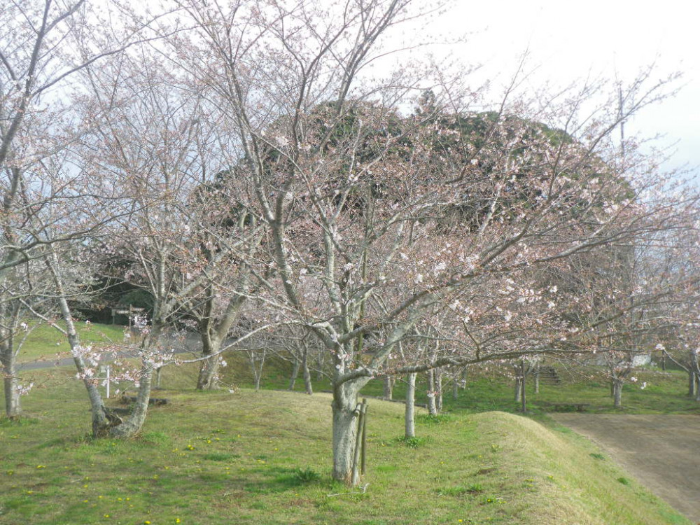 令和3年　天神山公園桜開花情報-3月22日　天神山公園桜1