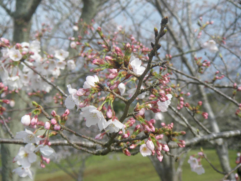 令和3年　天神山公園桜開花情報-3月22日　天神山公園桜2