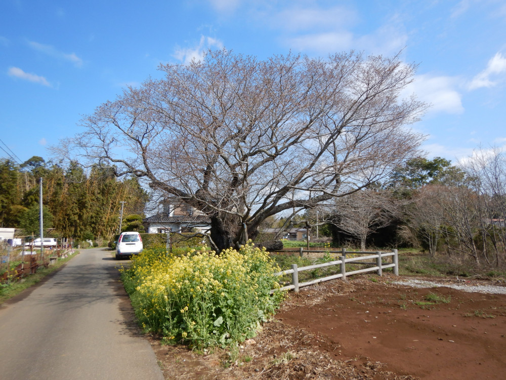 令和3年　黄門桜開花状況-黄門桜