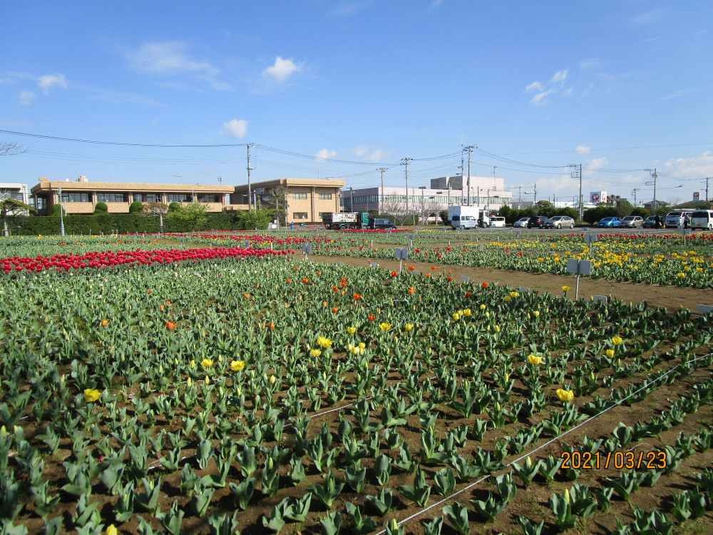 令和3年 のさか花の広場チューリップ開花情報-のさかチューリップ3月23日（火曜日）