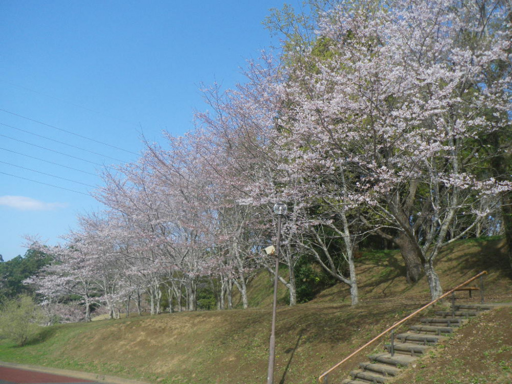 令和3年　天神山公園桜開花情報-3月24日　天神山公園桜1