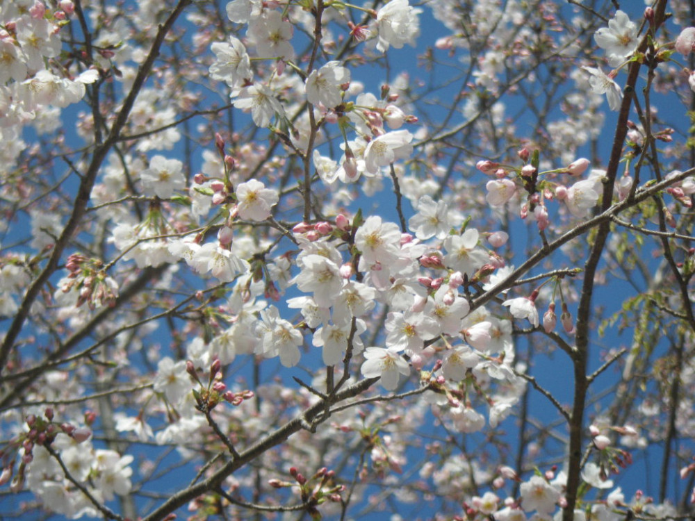 令和3年　天神山公園桜開花情報-3月24日　天神山公園桜2