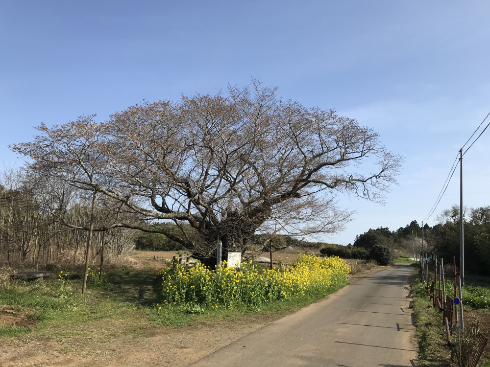 令和3年　黄門桜開花状況-3.24