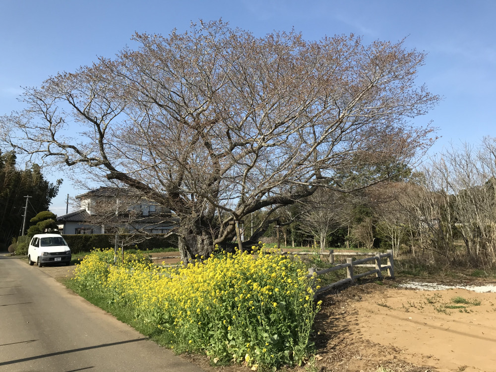 令和3年　黄門桜開花状況-3.24_2