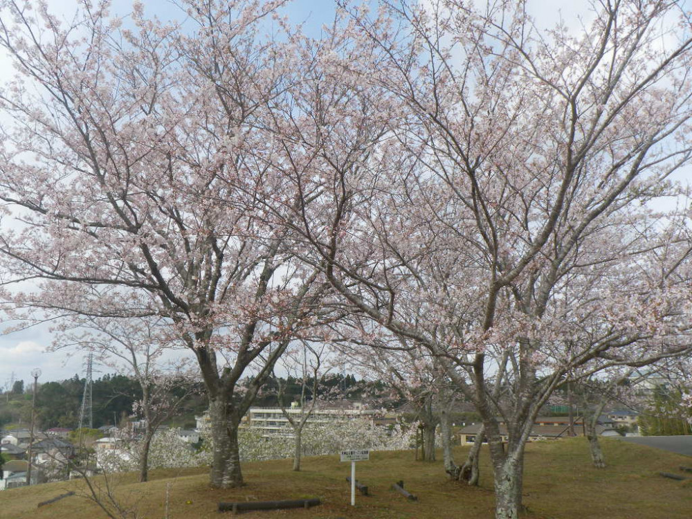 令和3年　天神山公園桜開花情報-3月25日　天神山公園桜1