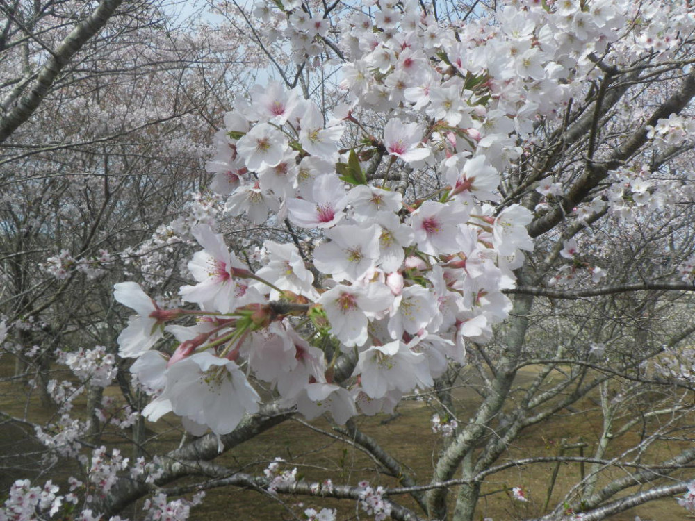 令和3年　天神山公園桜開花情報-3月25日　天神山公園桜2