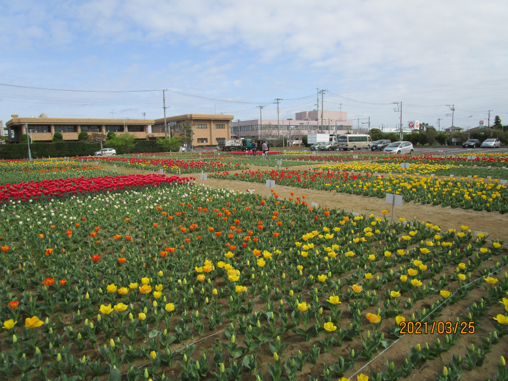 令和3年 のさか花の広場チューリップ開花情報-3月25日（木曜日）