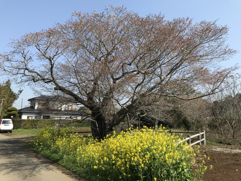 令和3年　黄門桜開花状況-3.26_1