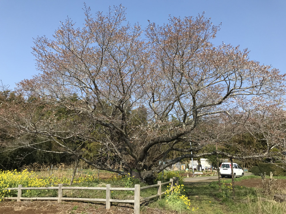 令和3年　黄門桜開花状況-3.26_2