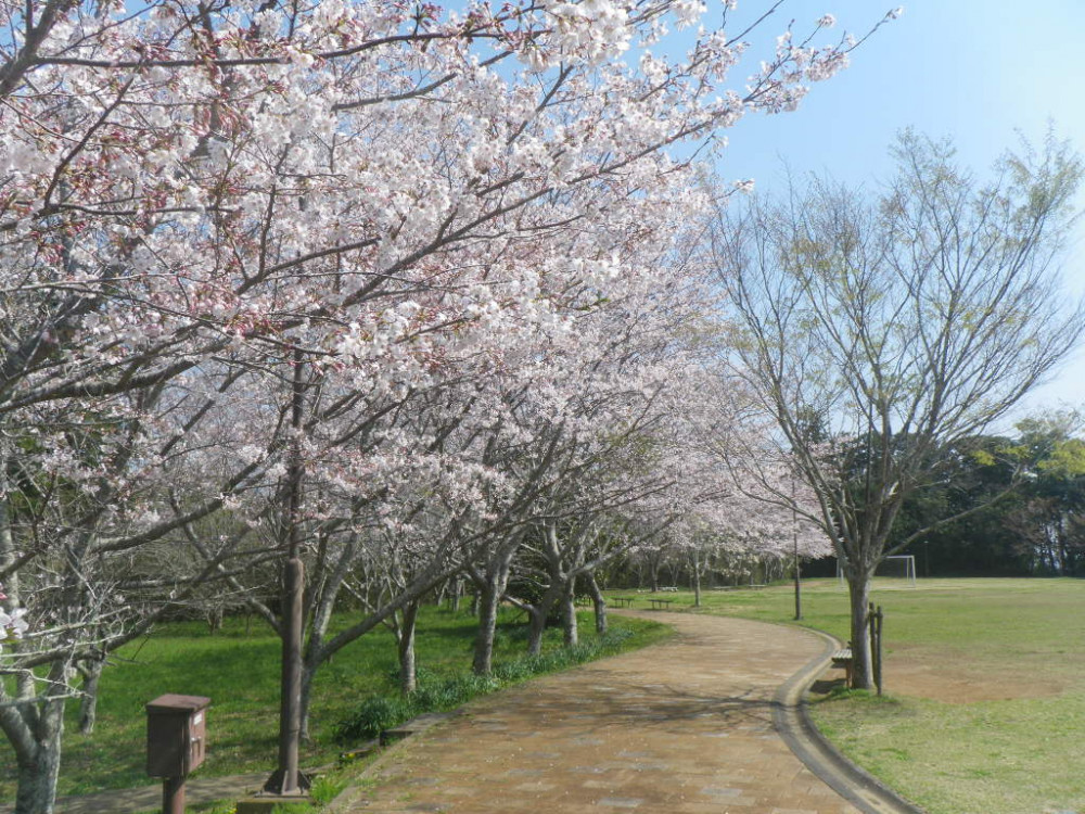 令和3年　天神山公園桜開花情報-3月26日　天神山公園桜1