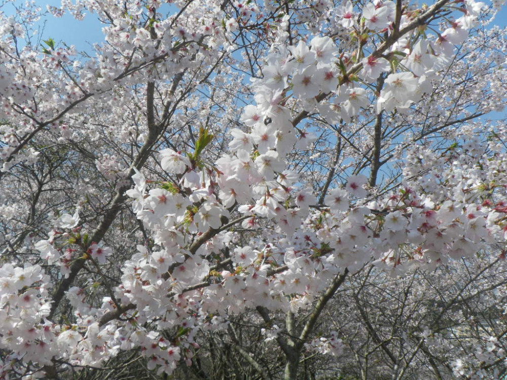 令和3年　天神山公園桜開花情報-3月26日　天神山公園桜2