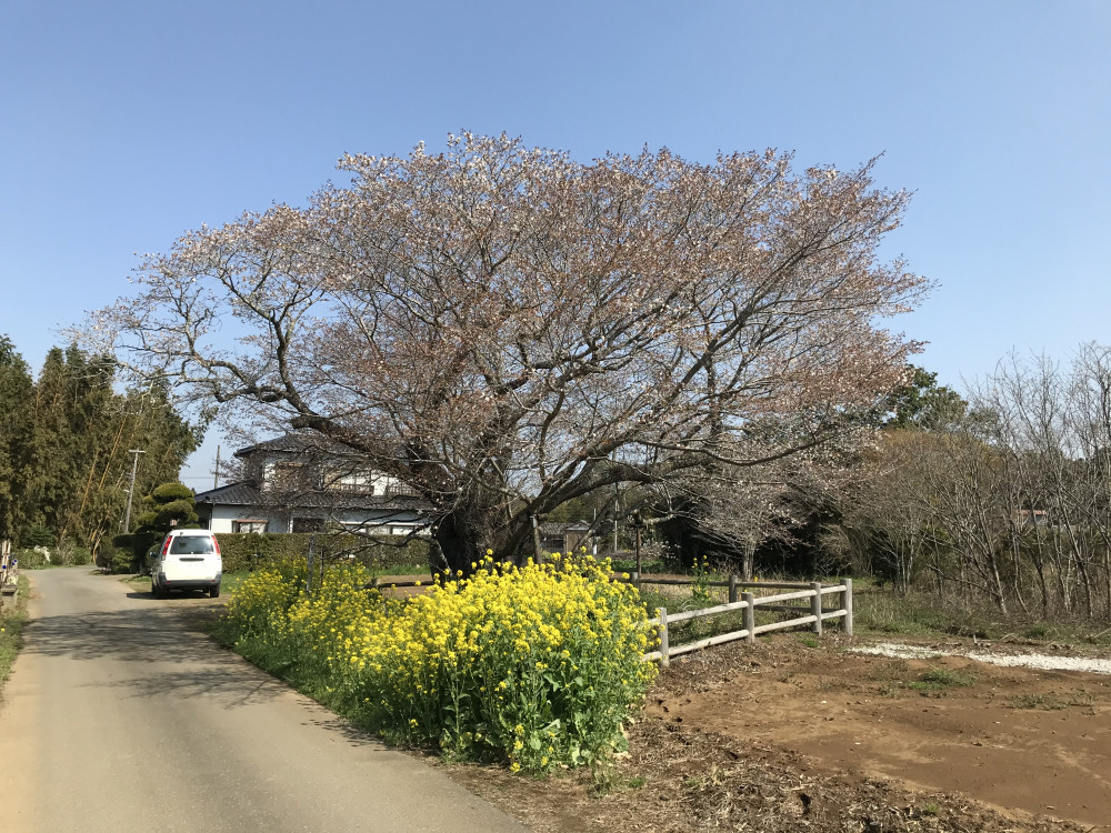 令和3年　黄門桜開花状況-3.27_1